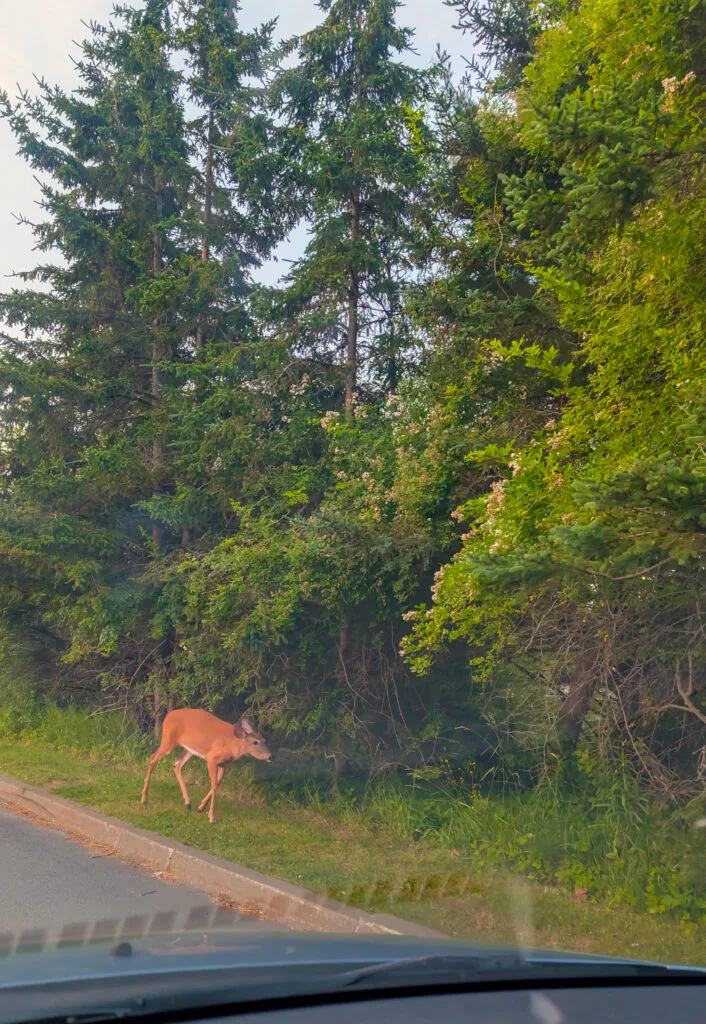 A deer stands on a grassy roadside near a forested area, just beside the curb. Tall evergreen trees and dense greenery form the background, while part of a car dashboard and windshield is visible in the foreground, indicating the photo was taken from inside a vehicle. The scene captures a quiet moment of wildlife near a suburban or rural road.